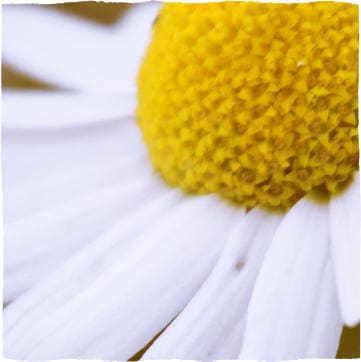 Kamillenblüten (Matricariae flos)