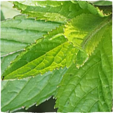 Pfefferminzblätter (Menthae piperitae folium)