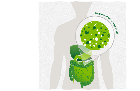 Infographic showing bacteria and microorganisms in the gut
