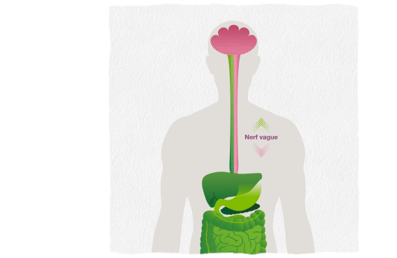 Infographic showing the Vagus nerve